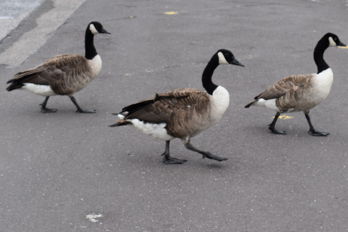 Goose Stepping Geese